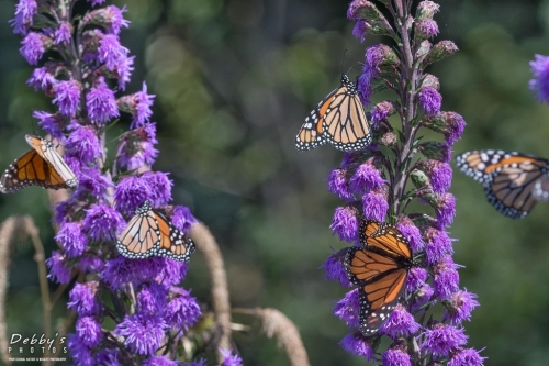 6036 Monarch Butterflies on Liatris