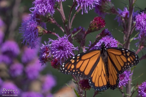 6038 Monarch Butterfly on Purple Liatris Flowers