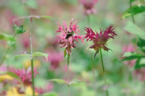 8365 Hummingbird Moth and Bee Balm Flowers