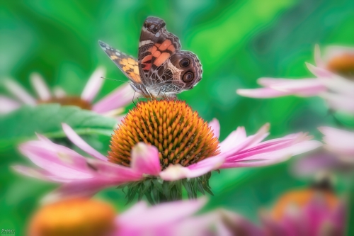 8376 Painted Lady Butterfly and Coneflowers