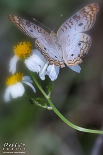 FL4449b White Peacock