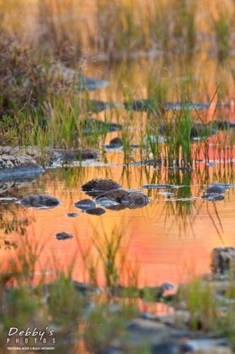 2834 Fall Foliage Reflection in Pond