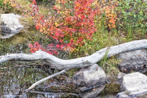 3439 Fall Leaves and Dead Tree