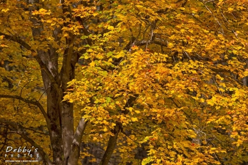 3793 Fall Tree Color