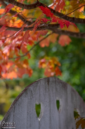 5073  Fall Colors, Heart Fence