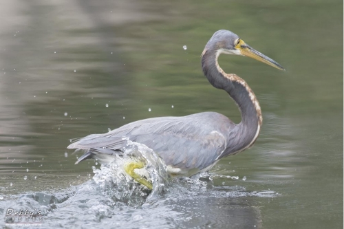 FL3084 Tri-Colored Heron