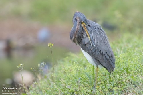 FL3085 Tri-Colored Heron Preening