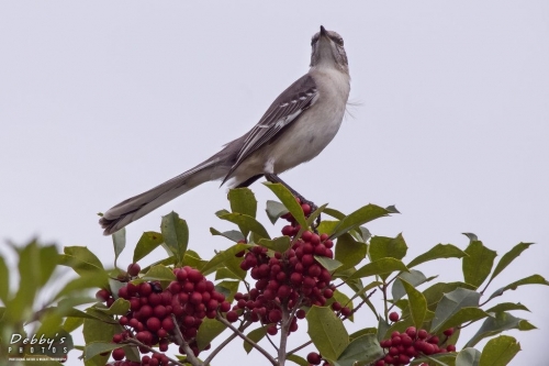 FL3089 Mockingbird and Berries