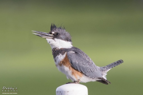 FL3091 Belted Kingfisher