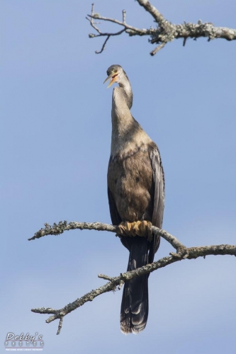 FL3109 Anhinga