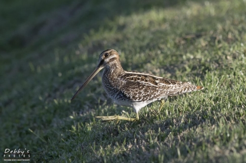 FL3120 Common Snipe Walking