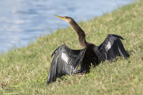 FL3121 Anhinga drying his feathers