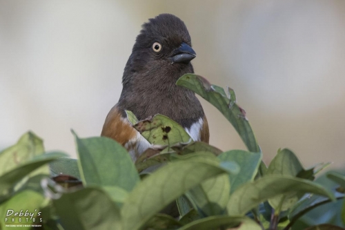 FL3126 Female Eastern Towhee