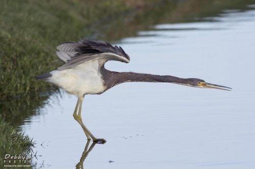 FL3127 Tri-Colored Heron Stretched Out