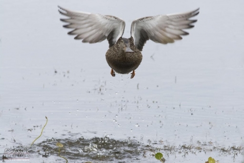 FL3137 Female Shoveler Duck