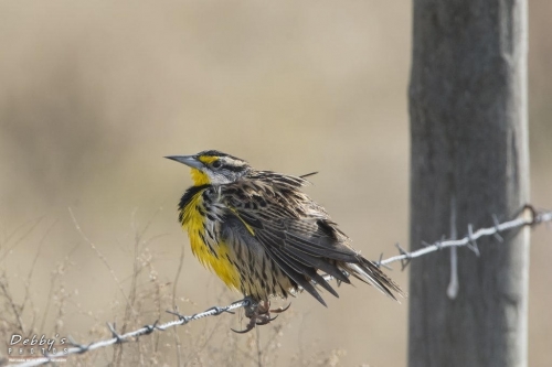 FL3140 Meadowlark on Barbed Wire