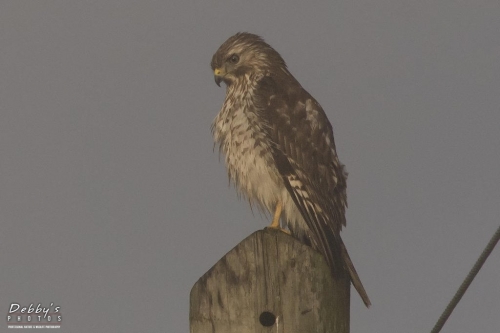 FL3141 Red-Shouldered Hawk in Fog