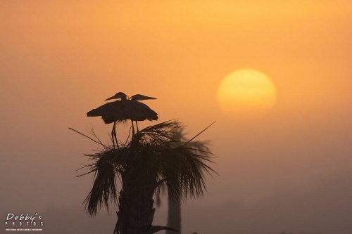 FL3142 Sunrise and Nesting Great Blue Herons