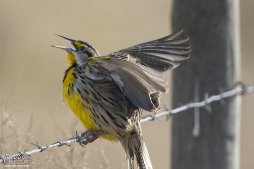 FL3143 Meadowlark Wing Flap