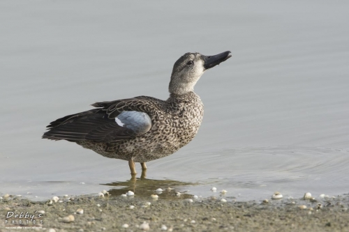 FL3144 Female Blue-winged Teal