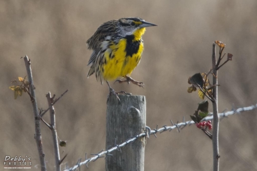 FL3145 Meadowlark on fence