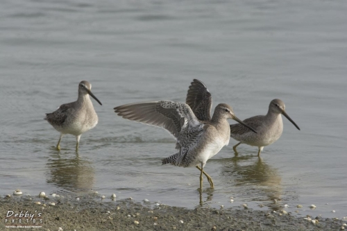 FL3146 Dunlins