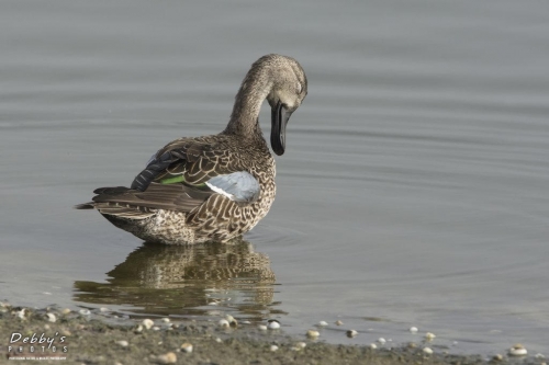 FL3147 Female Blue-winged Teal Duck