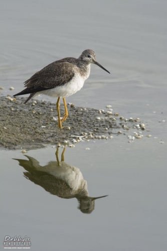 FL3148 Greater Yellowlegs