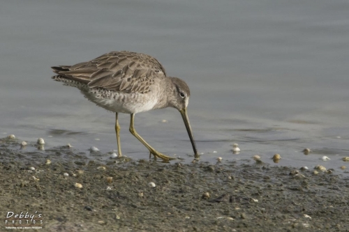 FL3149 Greater Yellowlegs Feeding