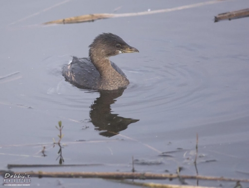 FL3152 Pied-billed Grebe