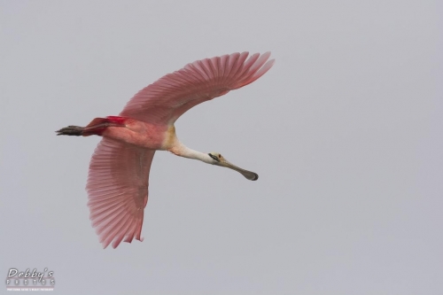 FL3154 Roseate Spoonbill in flight