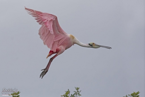 FL3156 Roseate Spoonbill Landing