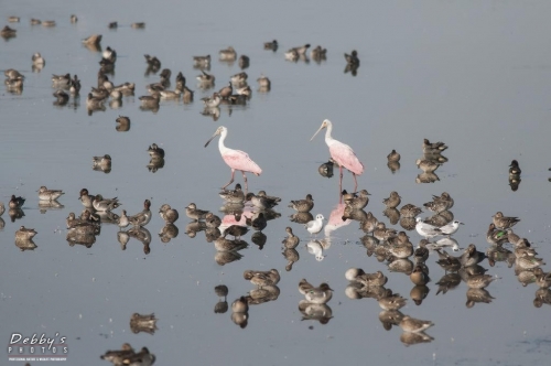 FL3170 Variety of Pond Birds