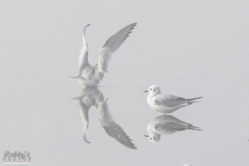 FL3172 Bonaparte Gulls and Reflection in Fog