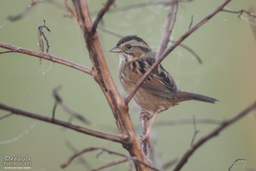 FL3190 Sharp-Tailed Sparrow