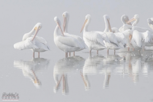 FL3191 White Pelicans in fog