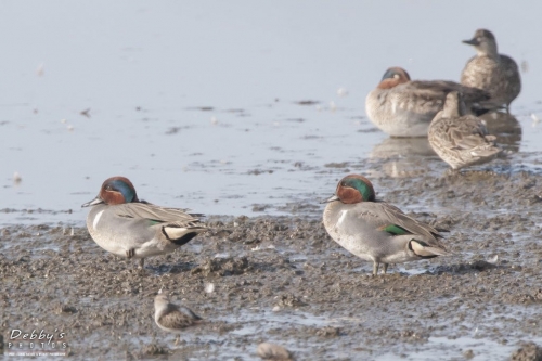 FL3193 Green-Winged Teal