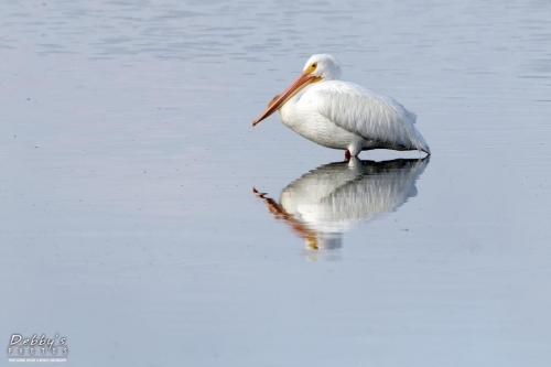 FL3194 White pelican and reflection