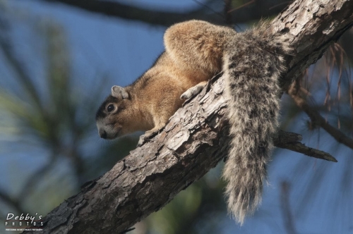 FL3222 Fox Squirrel