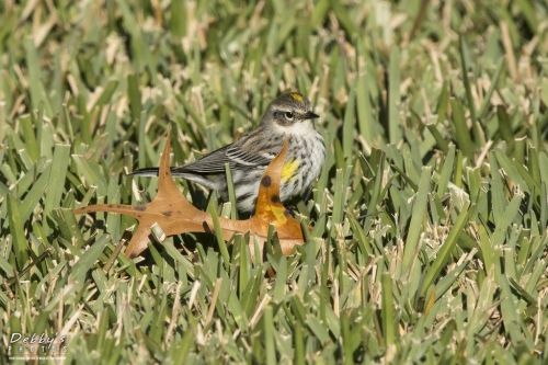 FL3258 Yellow-rumped Warbler