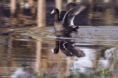 FL3274 American Coot, Reflection and Wingspread