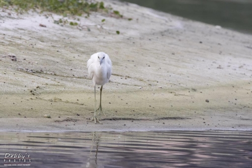 FL3334 Immature Little Blue Heron walking