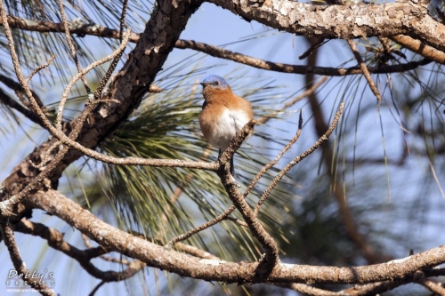 FL3349 Male Bluebird