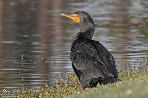 FL3369 Double-Crested Cormorant in early morning light