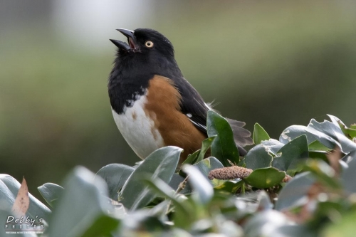 FL3388 Male Eastern Towhee singing