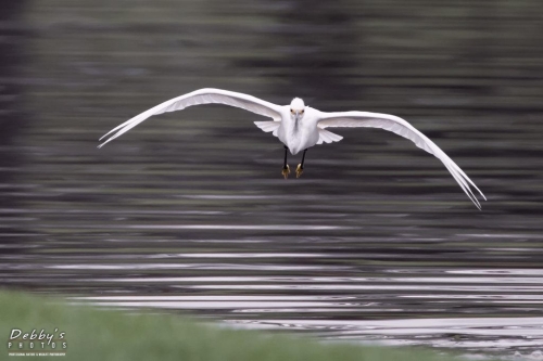 FL3388 Snowy Egret coming in for a landing