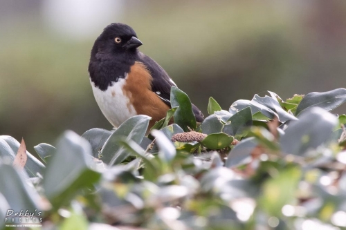 FL3389 Male Eastern Towhee