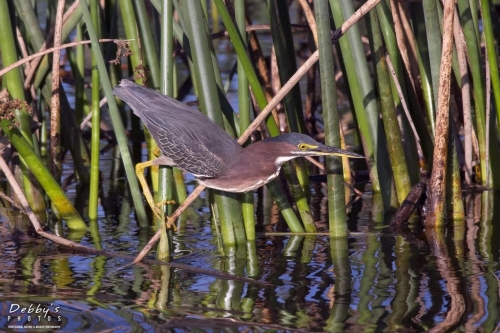 FL3401  Little Green Heron