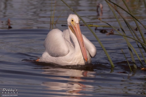 FL3402 White Pelican