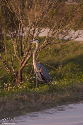 FL3407 Great Blue Heron taking a stroll at sunset
